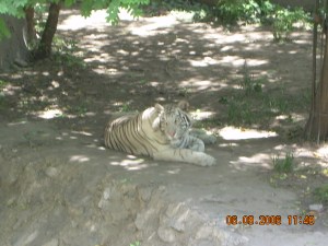 DSCN0229